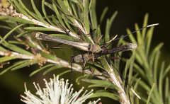 Enchoptera apicalis