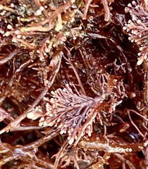 Corallina officinalis