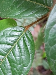 Hirtella rugosa