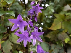 Campanula rapunculoides