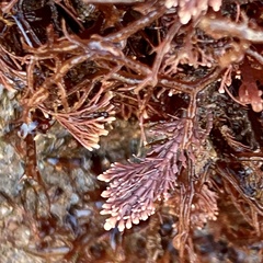 Corallina officinalis