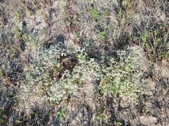 Tidestromia lanuginosa