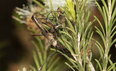 Enchoptera apicalis
