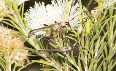 Enchoptera apicalis