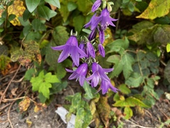 Campanula rapunculoides
