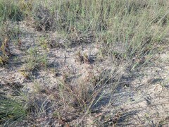 Fimbristylis castanea