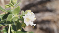 Mirabilis laevis retrorsa
