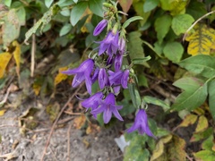 Campanula rapunculoides