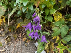 Campanula rapunculoides