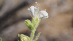 Mirabilis laevis retrorsa
