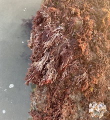 Corallina officinalis