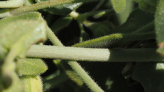 Mirabilis laevis retrorsa