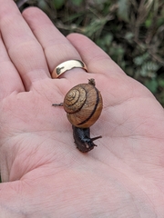 Helminthoglypta stiversiana