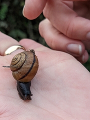 Helminthoglypta stiversiana