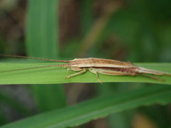 Patiscus