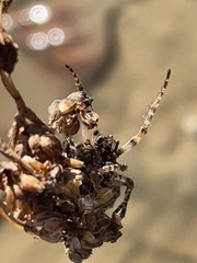Acanthepeira stellata