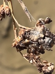 Acanthepeira stellata