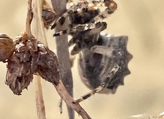 Acanthepeira stellata