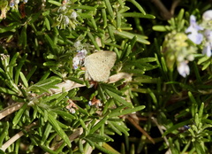 Zizeeria knysna knysna