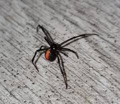 Latrodectus hasselti