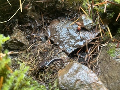 Batrachoseps wrighti