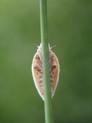 Mimophantia maritima