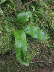 Microsorum pustulatum