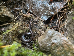 Batrachoseps wrighti