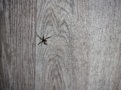 Latrodectus hasselti