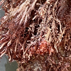 Corallina officinalis