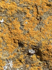 Xanthocarpia feracissima