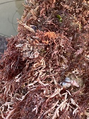 Corallina officinalis