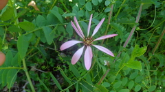 Mutisia spinosa