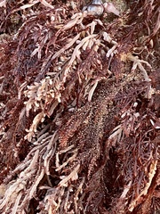 Corallina officinalis