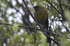 Anthornis melanura