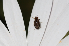 Steganopsis melanogaster