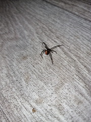 Latrodectus hasselti