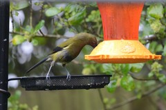 Anthornis melanura