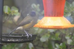 Anthornis melanura