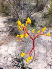 Anigozanthos pulcherrimus