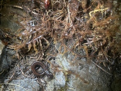 Batrachoseps wrighti