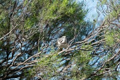 Plectorhyncha lanceolata