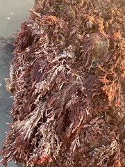 Corallina officinalis