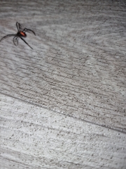 Latrodectus hasselti