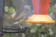 Anthornis melanura
