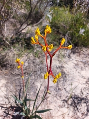 Anigozanthos pulcherrimus