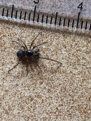 Steatoda bipunctata