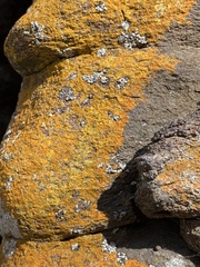Xanthocarpia feracissima