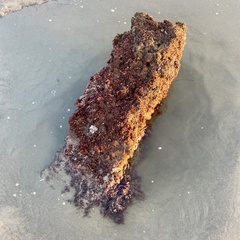 Corallina officinalis