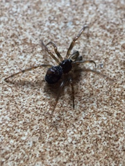 Steatoda bipunctata